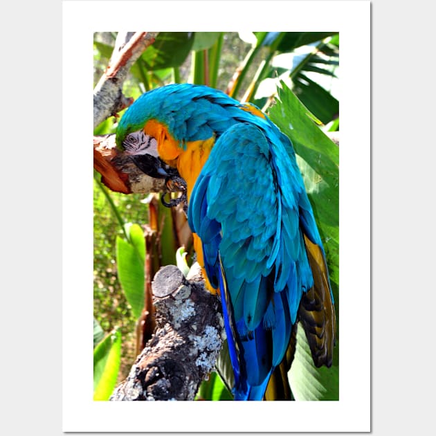Macaw Parrot Yellow And Blue Bird Wall Art by AndyEvansPhotos